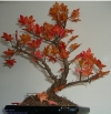 Der reparierte Bonsai Der reparierte Bonsai